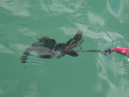 デイエギングは…