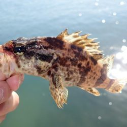 タケノコメバル