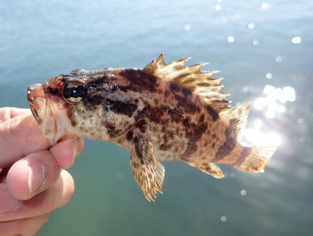 タケノコメバル