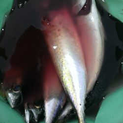 タチウオよりサバ?