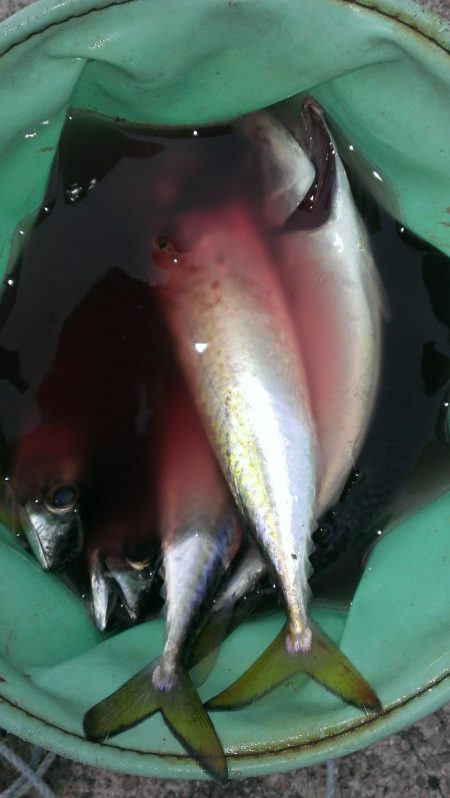 タチウオよりサバ?