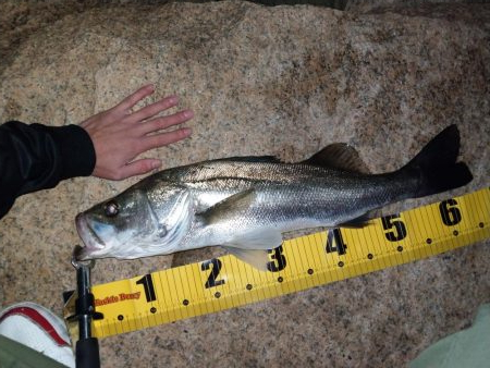 久しぶりのシーバスゲーム