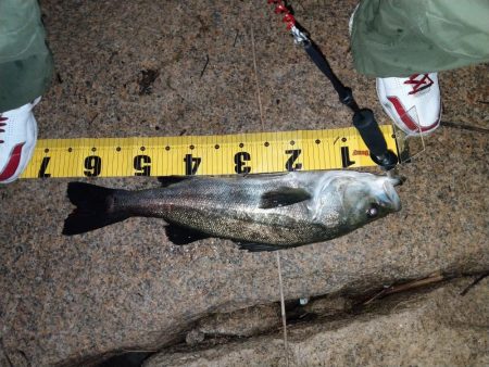 ベイトたくさんでワクワク