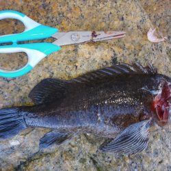 釣れないだろうな