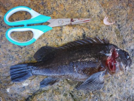 釣れないだろうな