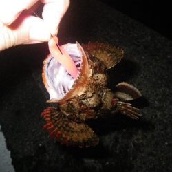 オオモンハタ遠征2