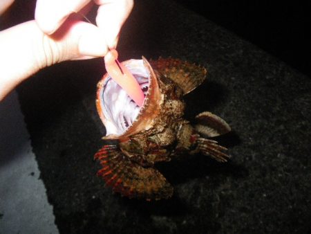 オオモンハタ遠征2