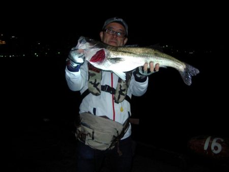 ｻｰﾍﾞﾘﾝｸﾞ