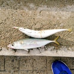 ラトル音で魅せろ!笑 鯖ゲーム