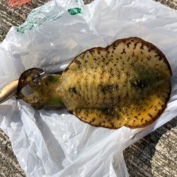 ベイトはイワシ