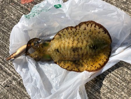 ベイトはイワシ