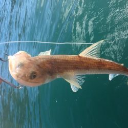 カヤックエギング