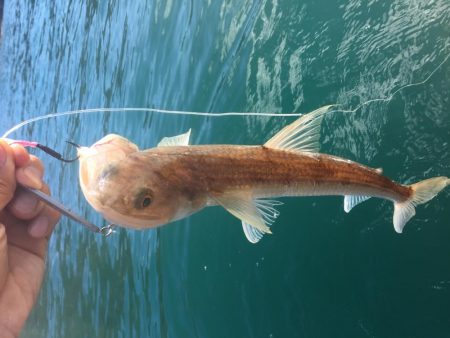 カヤックエギング