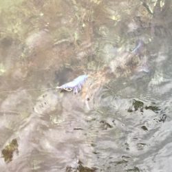 出張フィッシング　パート２