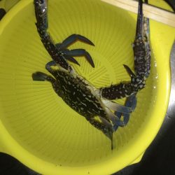 明日はガザミのパスタ