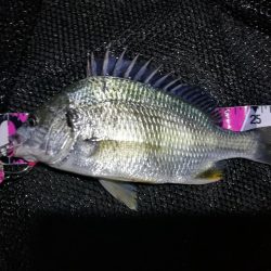 台風後の南港カモメ大橋ヘチ釣行 (好釣果 真チヌ36cm、キビレ39cm、ガシラ、釣果有り)