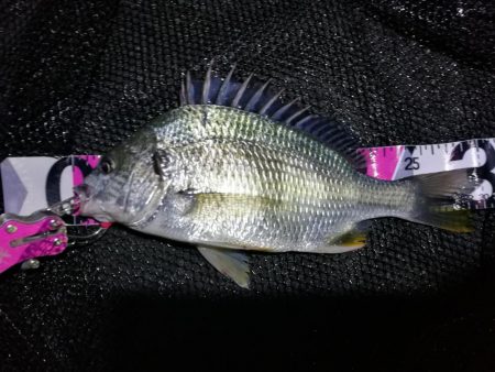 台風後の南港カモメ大橋ヘチ釣行 (好釣果 真チヌ36cm、キビレ39cm、ガシラ、釣果有り)