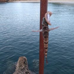 夜釣り、朝釣り