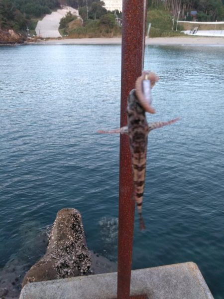 夜釣り、朝釣り