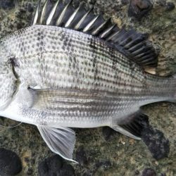 久しぶりの昼～夕方釣行