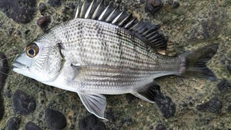 久しぶりの昼～夕方釣行