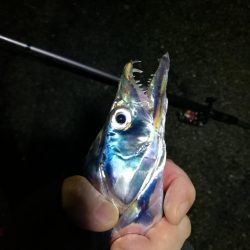 南港カモメ大橋 釣行 (タチウオ釣り、F3~F3.5 釣果有り)