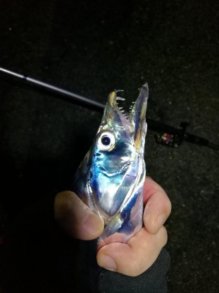 南港カモメ大橋 釣行 (タチウオ釣り、F3~F3.5 釣果有り)