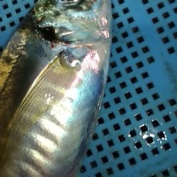 アジ鯵アジ鯵アジ鯵