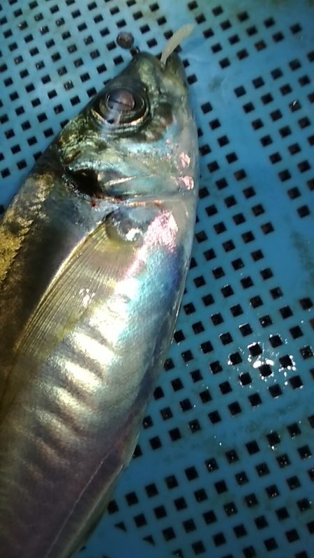 アジ鯵アジ鯵アジ鯵