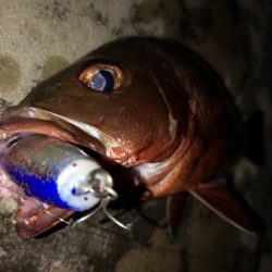 台風明け　早朝トップでゴマフエダイ