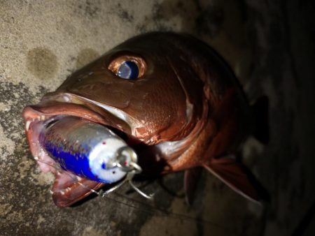 台風明け　早朝トップでゴマフエダイ