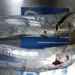 どじょうすげぇ！