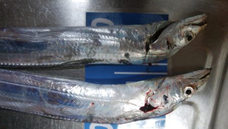 どじょうすげぇ！