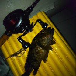 ハードロックフィッシュ