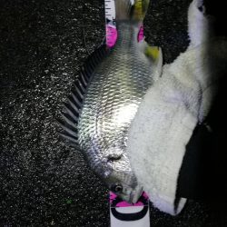 小雨降る南港カモメ大橋ヘチ釣行 (キビレ36cm,31cm、メジナ、釣果有り)