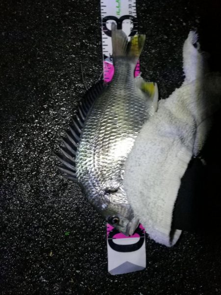 小雨降る南港カモメ大橋ヘチ釣行 (キビレ36cm,31cm、メジナ、釣果有り)