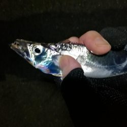 南港カモメ大橋 釣行 (爆釣!タチウオ釣り、F3~F3.5 釣果)