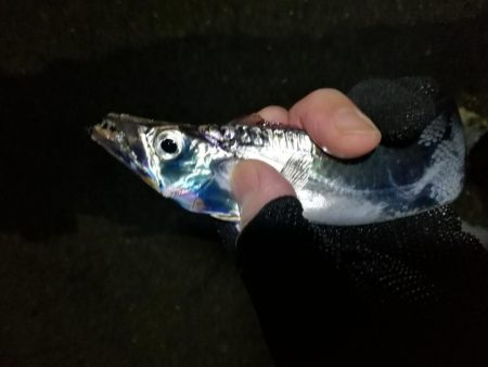 南港カモメ大橋 釣行 (爆釣!タチウオ釣り、F3~F3.5 釣果)