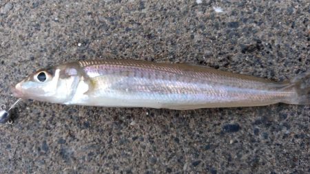 秋晴れのアジング