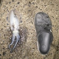 ナイトエギング