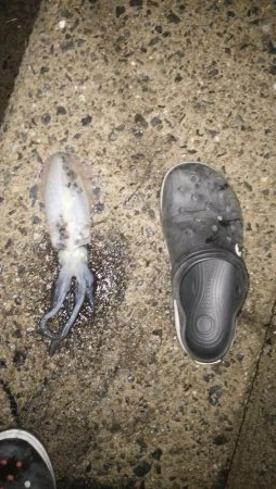 ナイトエギング