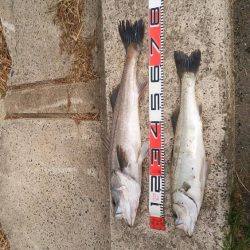 シーバス絶好調