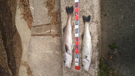 シーバス絶好調