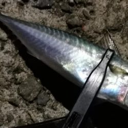 サイズアップしません