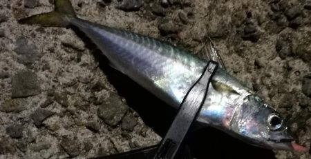 サイズアップしません