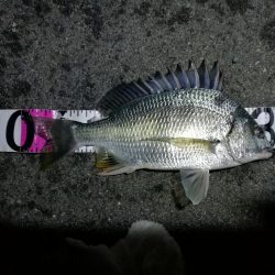 南港フェリーヘチ釣り （やや寒くなったヘチ釣りでキビレ40cm,31cm、ガシラ 釣果有り）