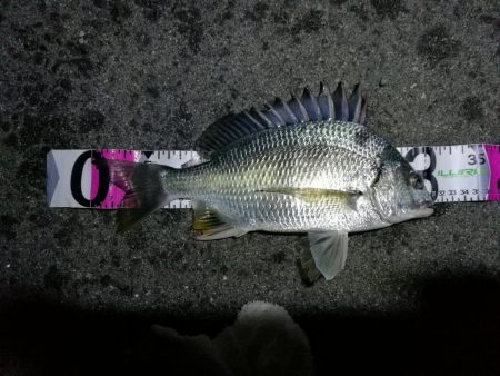 南港フェリーヘチ釣り （やや寒くなったヘチ釣りでキビレ40cm,31cm、ガシラ 釣果有り）