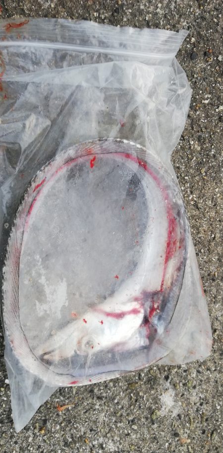 タチウオなんとか3本