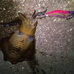 今年は少ないなぁ…