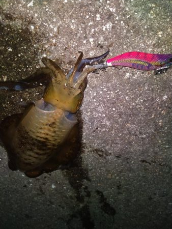 今年は少ないなぁ…